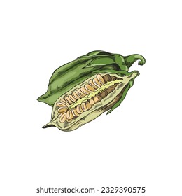 Vector isolated illustration of raw Sesame open and full capsules. Detail natural seed, organic oil, bio spice. Hand drawn color sketch on white background. Agricultural healthy plant