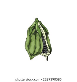 Vector isolated illustration of raw Sesame open full capsules. Natural seeds or grains, organic oilseed, bio spice or condiment. Hand drawn color sketch on white. Agricultural healthy plant