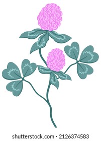 Vector isolated illustration of red clover on a stem with leaves.