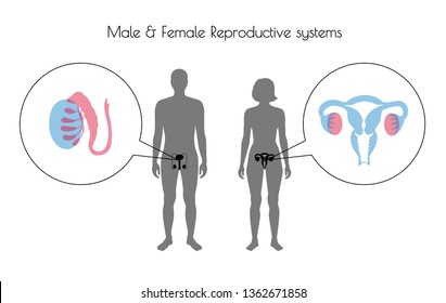 Vector isolated illustration of reproductive system in woman and man silhouette. Isolated black uterus, cervix, ovary, fallopian tube, testis, scrotum, vessels icon in body.
