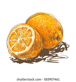 Vector isolated illustration of ripe oranges made in sketchy style. Fresh healthy food. Organic fruits. Sweet, exotic, natural. Freehand drawing.