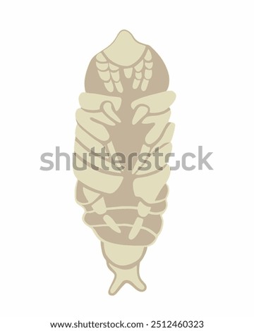 Vector isolated illustration of a roach larva on a white background.
