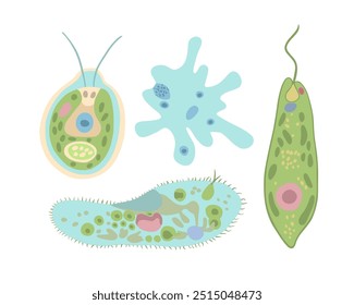 Ilustração isolada por vetor de organismos unicelulares. Estudo da biologia. Amoeba proteus e infusória.
A estrutura do verde-de-evlena e do Chlamydomonas.