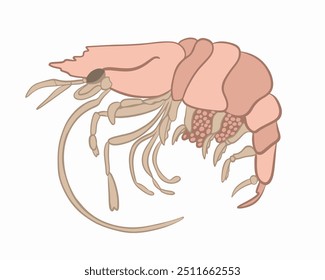 Vector isolated illustration of shrimp on a white background.