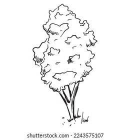 Vector isolated illustration of a sketch tree with foliage.