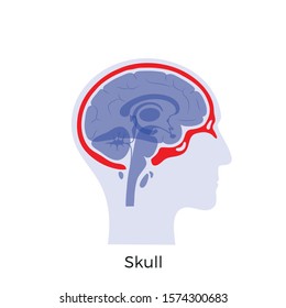 Vector isolated illustration of Skull in man head. Human brain components and bones detailed anatomy. Medical infographics for poster, educational, science and medical use. Sagittal view of brain