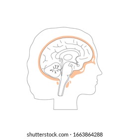 Vector isolated illustration of Skull in woman head. Human brain components and bones detailed anatomy. Medical infographics for poster, educational, science and medical use. Sagittal view of brain