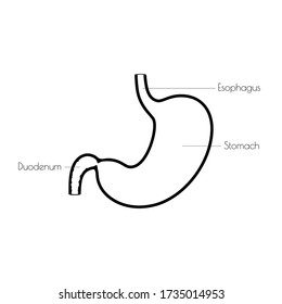 Vector isolated illustration of stomach anatomy. Human digestive system icon. Healthcare medical center, surgery, hospital, clinic, diagnostic logo. Internal organ symbol poster design. Donation
