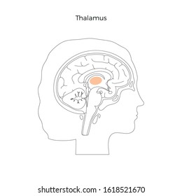 Vector isolated illustration of Thalamus in woman head. Human brain components detailed anatomy. Medical infographics for poster, educational, science and medical use. Sagittal view of the brain