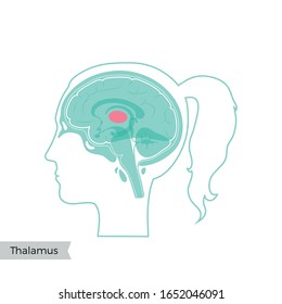 Vector isolated illustration of Thalamus in woman head. Human brain components detailed anatomy. Medical infographics for poster, educational, science and medical use. Sagittal view of the brain