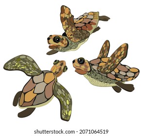 Vector isolated illustration of three sea turtles. Underwater life.