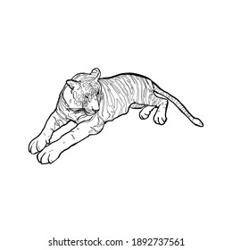 Vector isolated illustration of a tiger on a white background. Tiger blank for designer, logo, icon, textiles, zoo