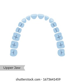 Vector isolated illustration of an upper  human jaw with molars, incisors, canine, premolars. Permanent teeth dentition anatomy. Medical banner or poster illustration. Tooth icon.