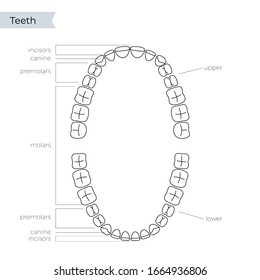 Vector isolated illustration of an upper and lower human jaw with molars, incisors, canine, premolars. Permanent teeth dentition anatomy. Medical banner or poster illustration. Tooth icon.