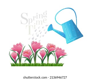 Vector isolated illustration with a watering can that waters crocuses. There is an empty space for the text. The concept of spring time, gardening.