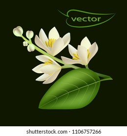 Vector isolated illustration-orange or lemon Flowers, Realistic Mesh image, 3D small delicate white flowers on a branch with green leaf.