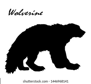 vector isolated image of a black silhouette of a wolverine on a white background and the inscription