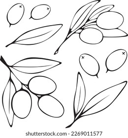 Vector, isolated image of a branch with olives and leaves, black and white. Drawn by hand. Doodle for decoration and design with separate elements.