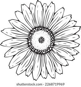 Vector, isolated image of a chamomile flower, in black and white. For holiday, invitation, decoration and design. Drawn by hand. Doodle.