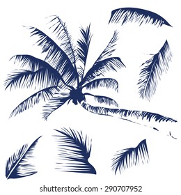 Vector isolated image of a coconut tree with some leaves