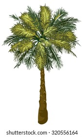 Vector isolated image of a coconut tree with some leaves