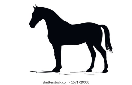 vector isolated image, drawing, black silhouette, galloping horse on white background