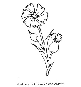 vector isolated image of flowers on white background 