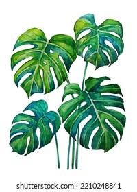 Vector Isolated image monstera leaves made with watercolor. Jungle, Tropical botanical illustration. Jungalow Style