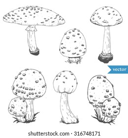 Vector isolated image mushrooms, pen drawing, a set of fly agaric mushroom, toadstool on a white background