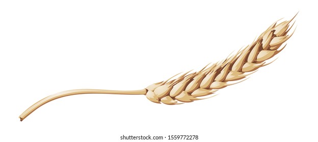Vector isolated image of a ripe wheaten on a white background.