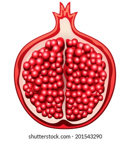 Vector isolated image of a single dissected fruit pomegranate