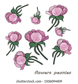 vector isolated images of peony flowers on pink and white background
