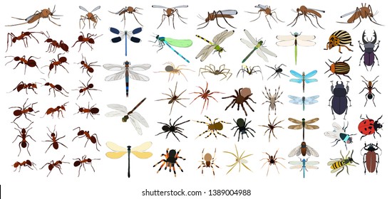 vector, isolated, insects dragonflies, beetles, ants