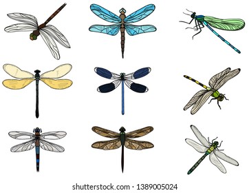 Vector White Background Dragonfly Insect Set Stock Vector (Royalty Free ...