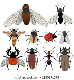 vector, isolated, insects, flies, dragonflies, beetles, large set