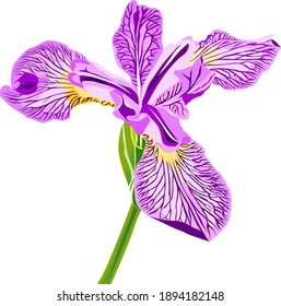 Vector of isolated iris flower on white
