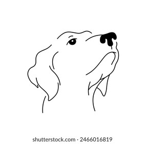 Vector isolated labrador dog head look up portrait colorless black and white contour line easy drawing