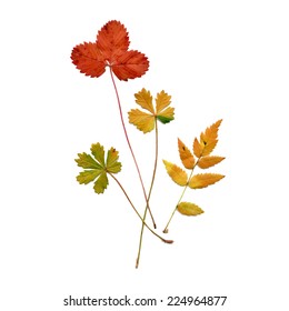 Vector isolated leaves on the white background
