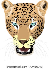 vector isolated leopard head