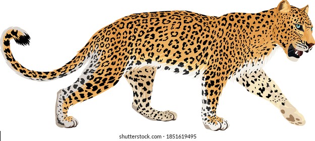 vector isolated leopard or jaguar illustration