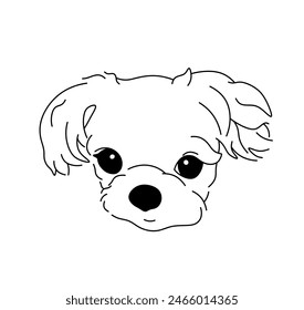 Vector aislado pequeño lapdog maltés tatuaje incoloro negro y blanco contorno línea fácil dibujo