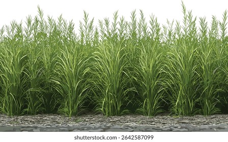 Vector isolated long grass farming fields, natural meadow, crop field growth, transparent background, rural landscape, agriculture, greenery, nature, farm field