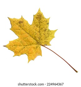 Vector isolated maple leaf on the white background