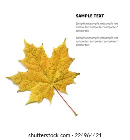 Vector isolated maple leaf on the white background with place for text