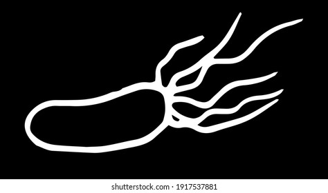 vector isolated microbe element in doodle style white outline on black background. Microbe of long oval shape with tendrils at the end for science design template