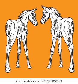 vector isolated monochrome drawn image of two white foals of the Arabian horse breed on a orange background.