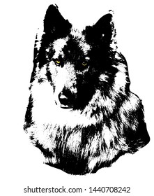 vector isolated monochrome graphic image of wolf head from tundra with yellow eyes in full face 