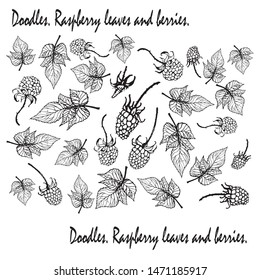vector isolated monochrome  set of forest berries and raspberry leaves and white background . Doodles, elements, composition, pattern, design. 