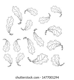 vector isolated  monochrome  set of oak leaves on white  background