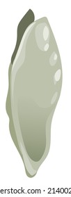 Vector isolated mussel shell white background